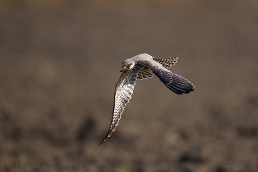 科技创新引领农业变革；金正大双向融合赋能全球粮食安全。