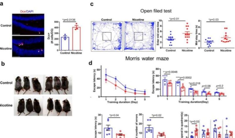  从“毒药”到“钥匙”：中科院这项研究重新定义了尼古丁的生物学价值 健康养生